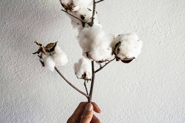 Debunking Bamboo, Eucalyptus, Linen & Cotton Textiles